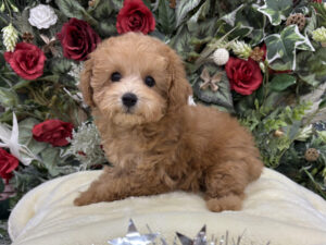 ⑩トイプードルalt=