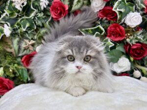 ⑤スコティッシュフォールド(耳折)￥394,900(税込)