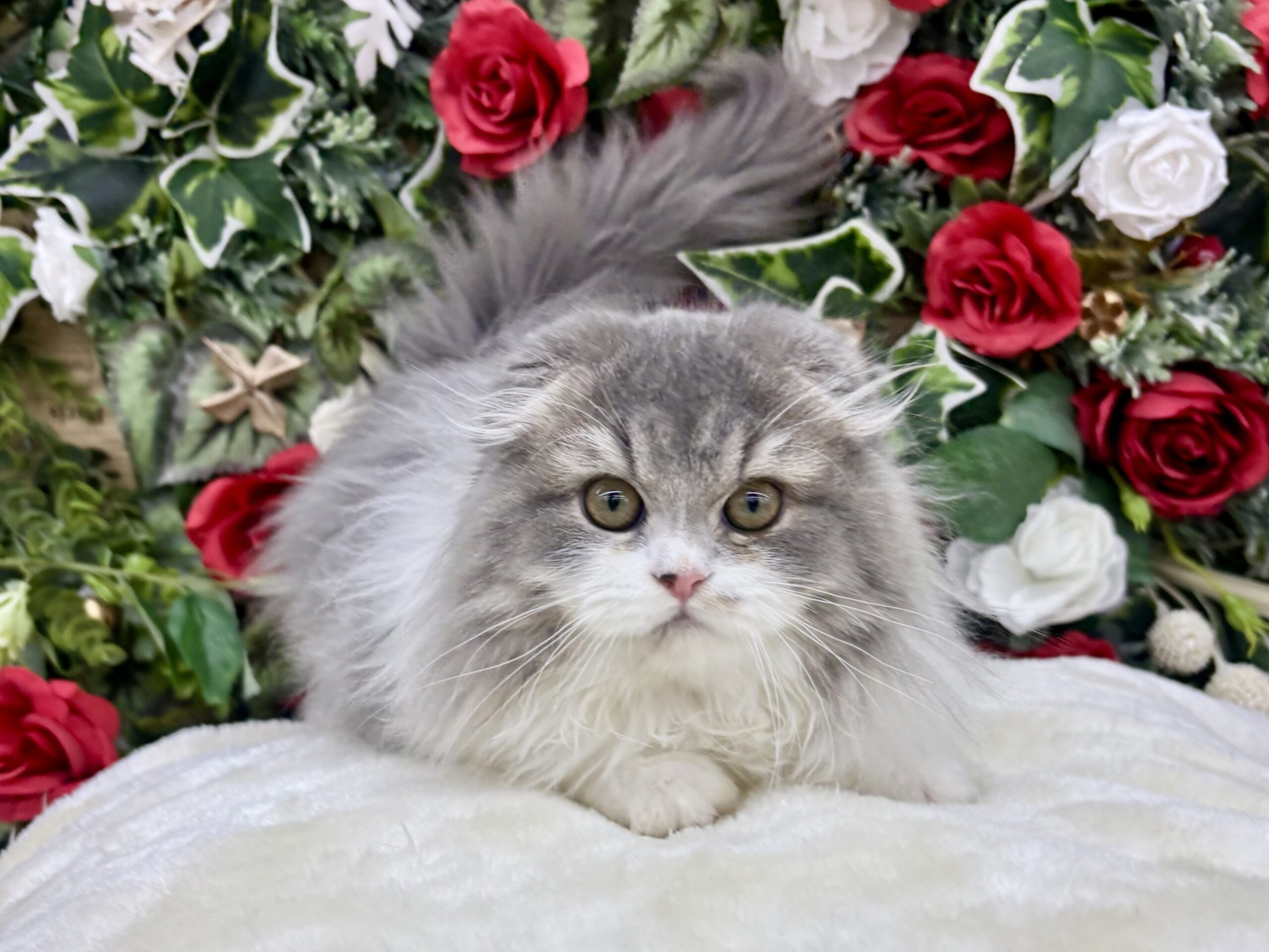 ⑤スコティッシュフォールド(耳折)