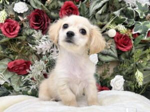 ⑫MIX(父チワワ(ロング)×母ミニチュアダックスフンド(ロング))￥284,900(税込)→12/12～12/30まで￥251,900(税込)