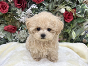 ⑧トイプードルalt=