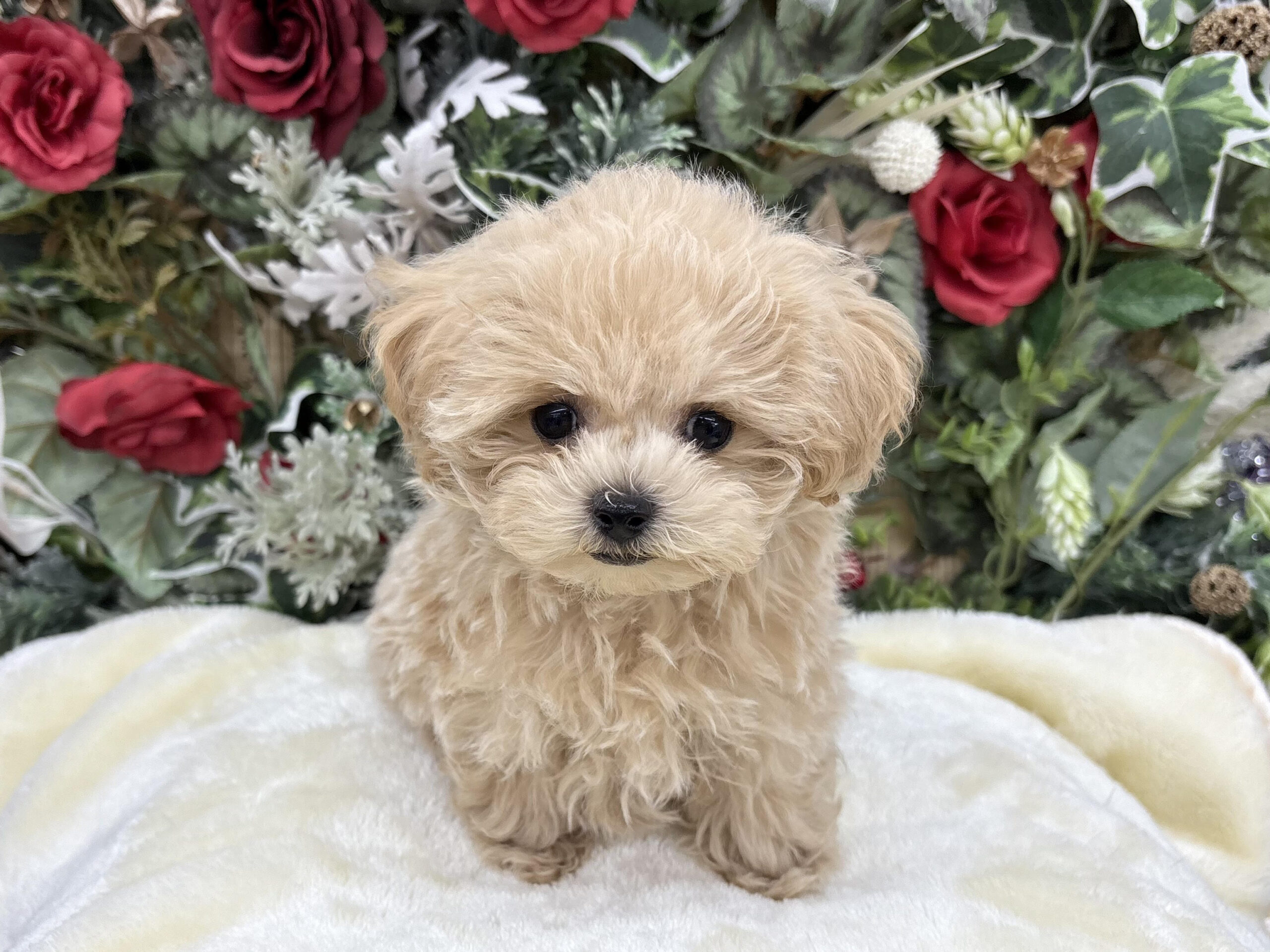 ③MIX(父トイプードル×母マルチーズ)