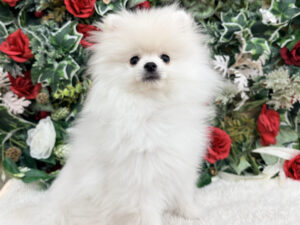 ③ポメラニアン￥350,900(税込)→12/12～12/30まで￥317,900(税込)