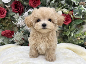 ②MIX(父トイプードル×母マルチーズ)￥471,900(税込)→12/12～12/30まで￥438,900(税込)