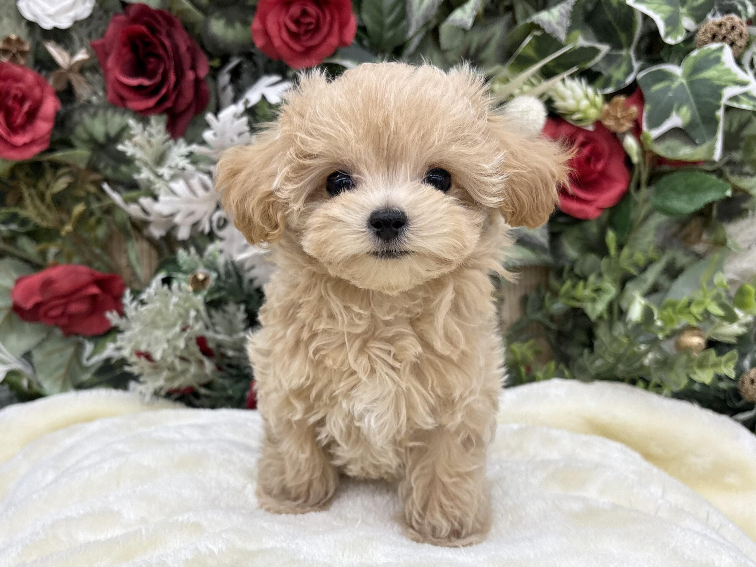 ②MIX(父トイプードル×母マルチーズ)