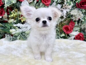 ②チワワ(ロング)￥317,900(税込)→12/12～12/30まで￥284,900(税込)