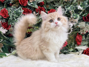 ⑨マンチカン(足長)￥284,900(税込)→12/12～12/30まで￥251,900(税込)