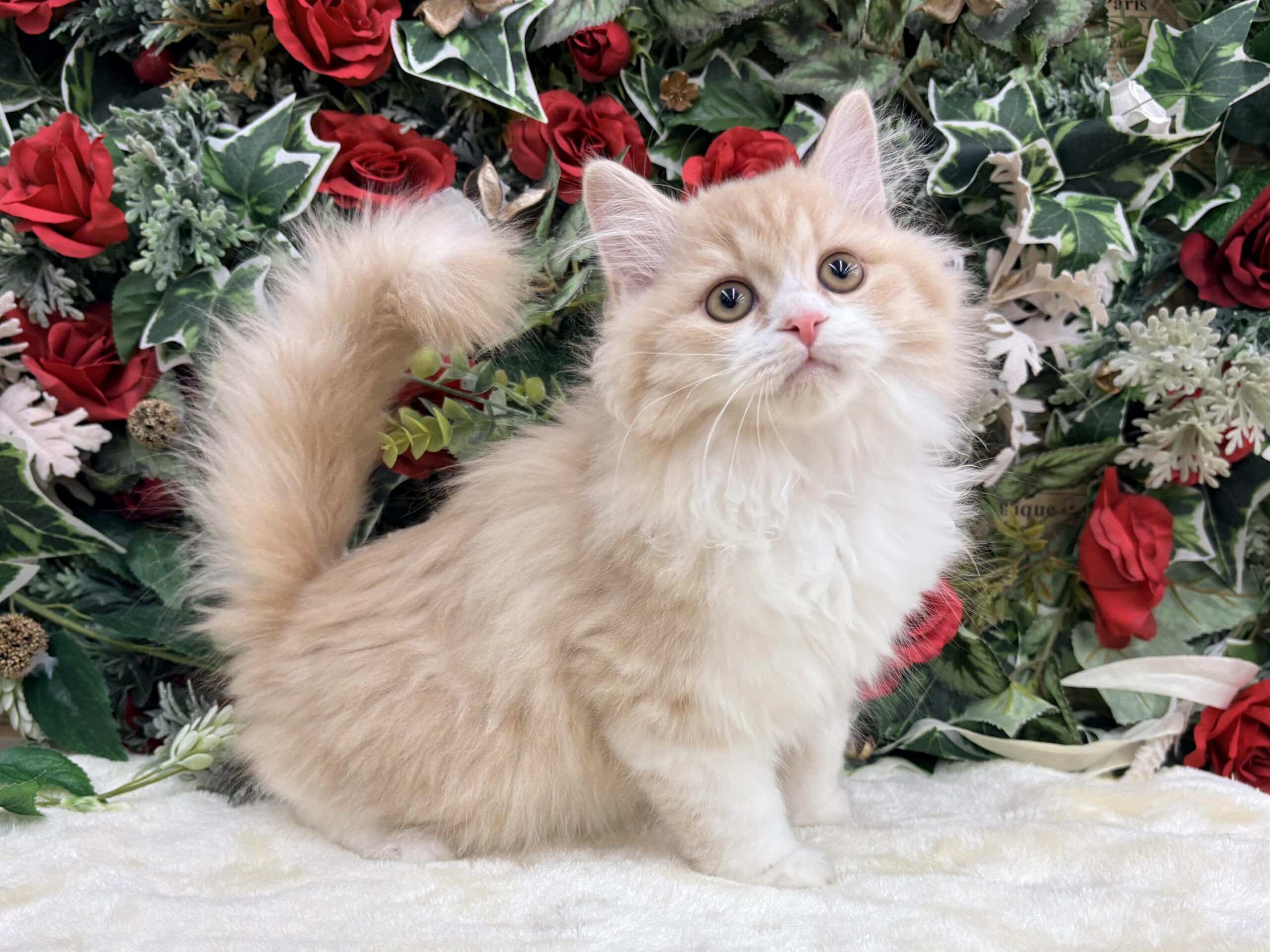 ⑨マンチカン(足長)