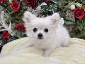 ⑧トイプードルalt=