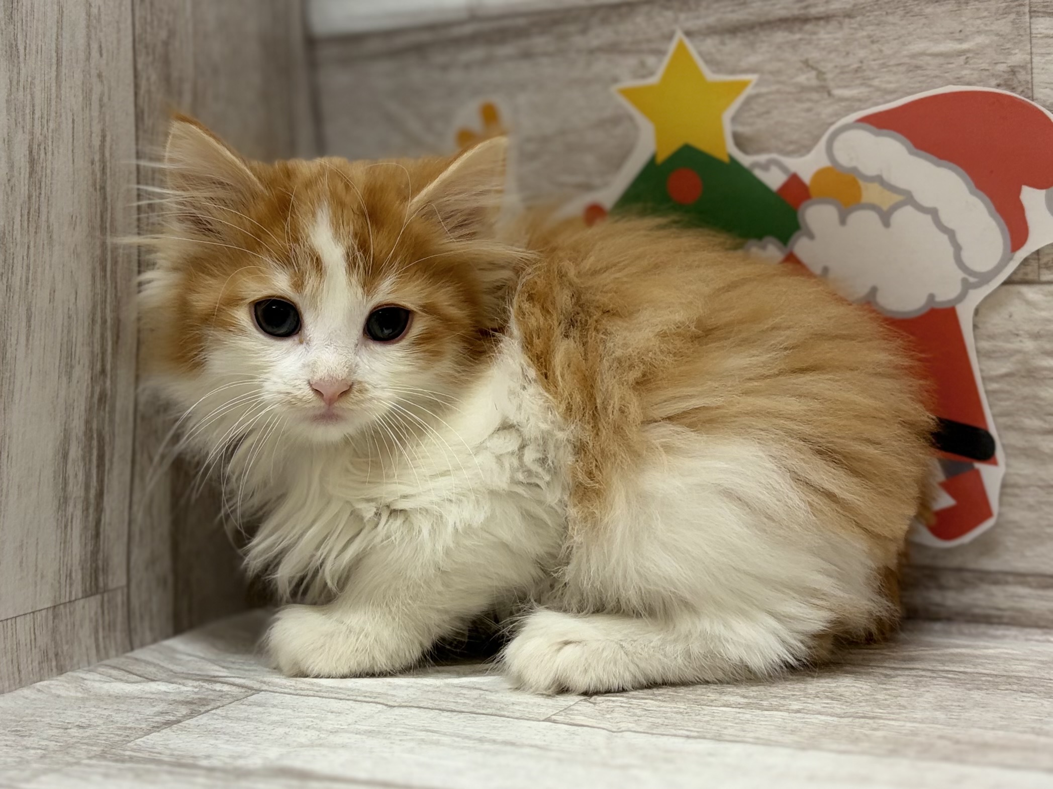 ノルウェージャンフォレストキャット