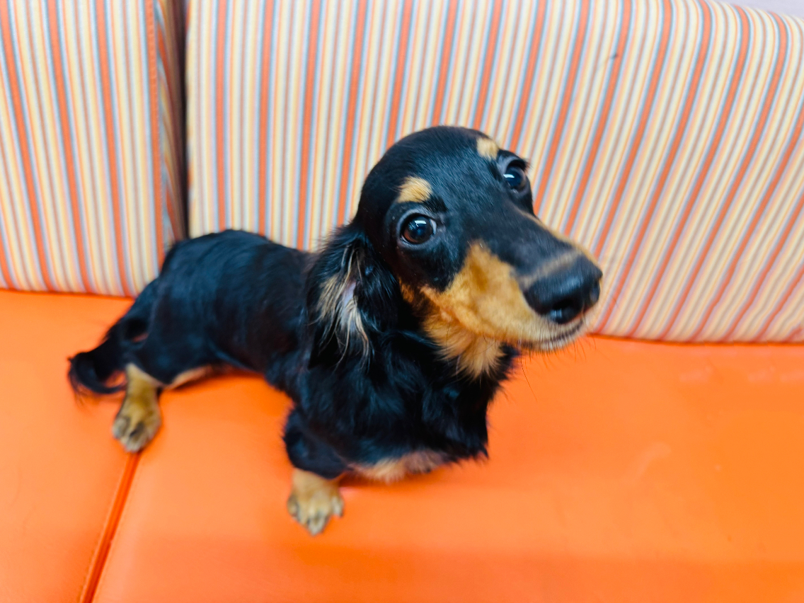 ➁ミニチュアダックスフンド(ロング)