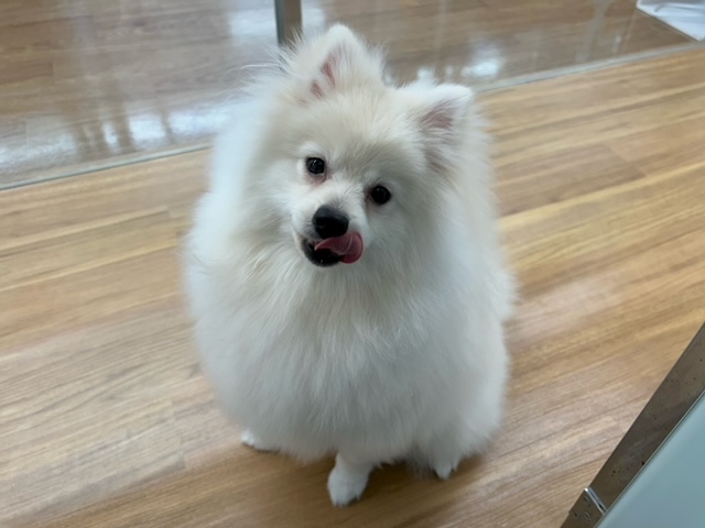 ポメラニアン