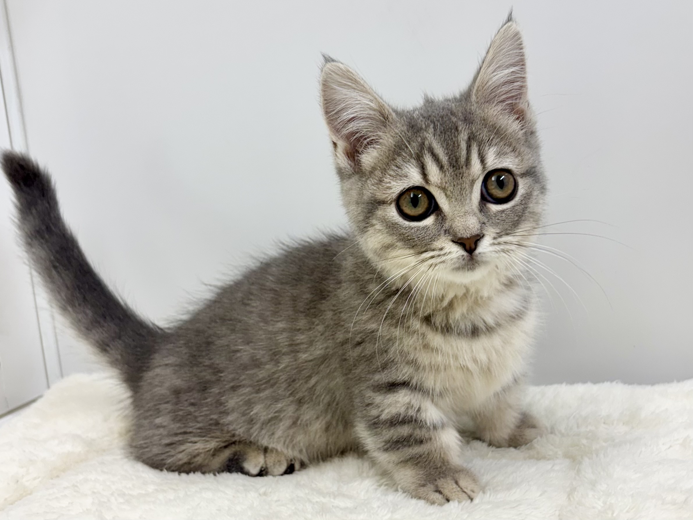 ⑦マンチカン(足短)