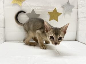 ⑯アビシニアン￥295,900(税込)→12/30まで￥262,900(税込)