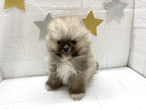 ➁ミニチュアダックスフンド(ロング)alt=