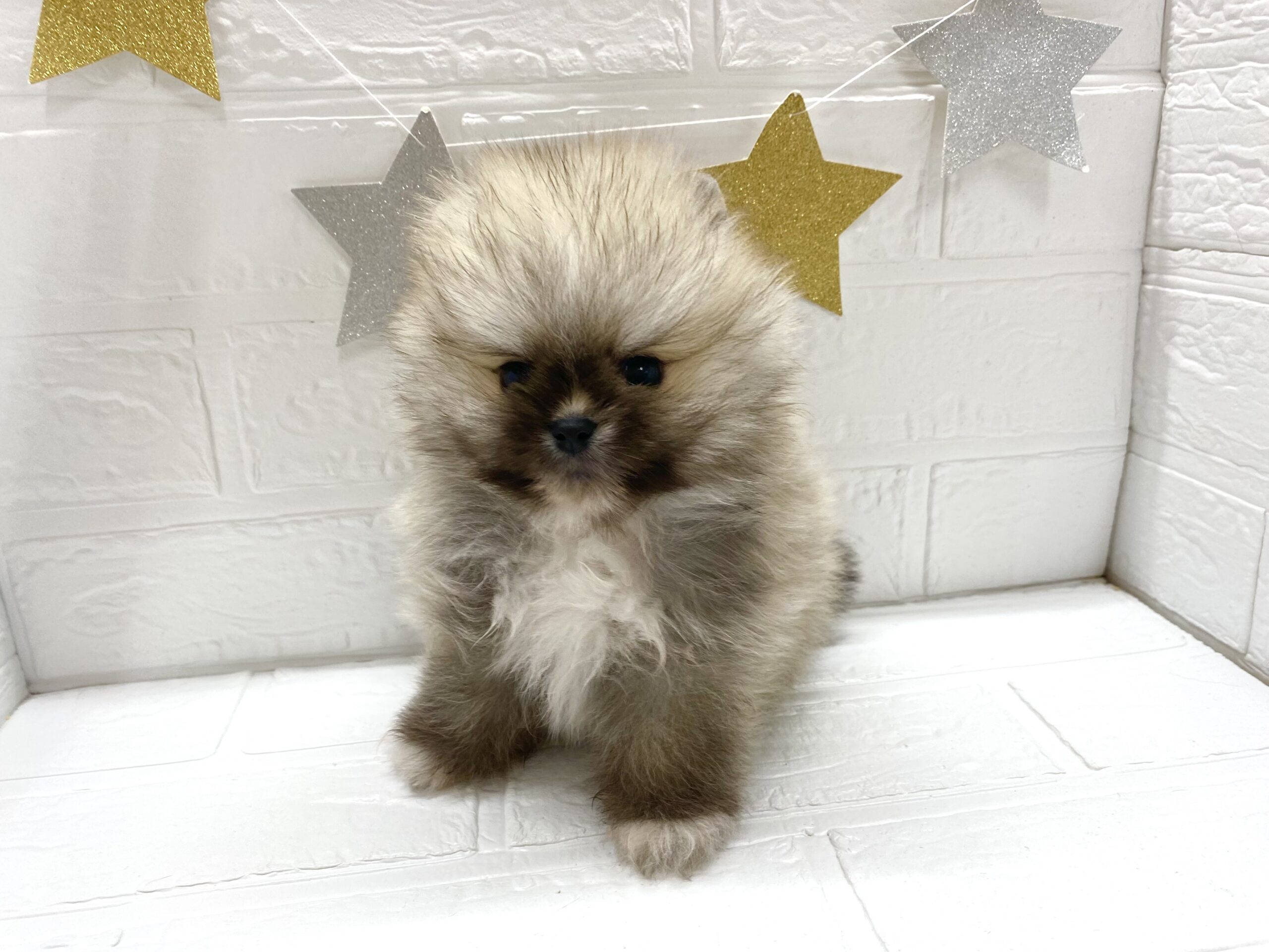 ⑭ポメラニアン