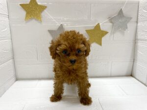 ⑧トイプードル￥460,900(税込)