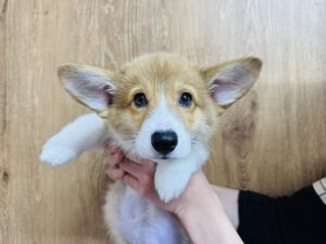 ④ウェルシュコーギーペンブローク￥218,900(税込)