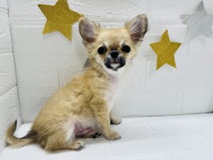 ①チワワ(ロング)￥196,900(税込)