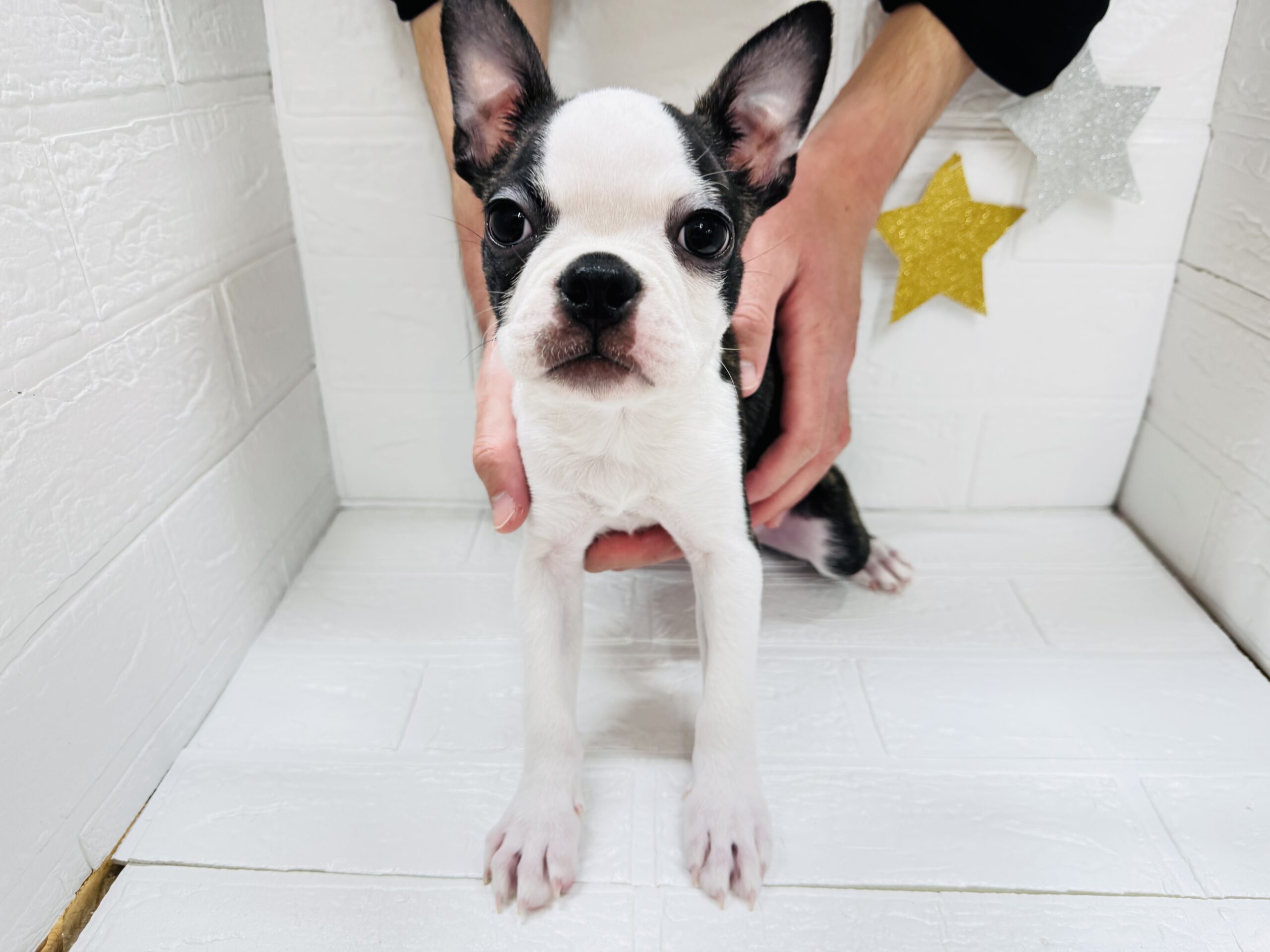 ③ボストンテリア