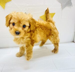 ⑧MIX(父トイプードル×母チワワ(ロング))￥240,900(税込)