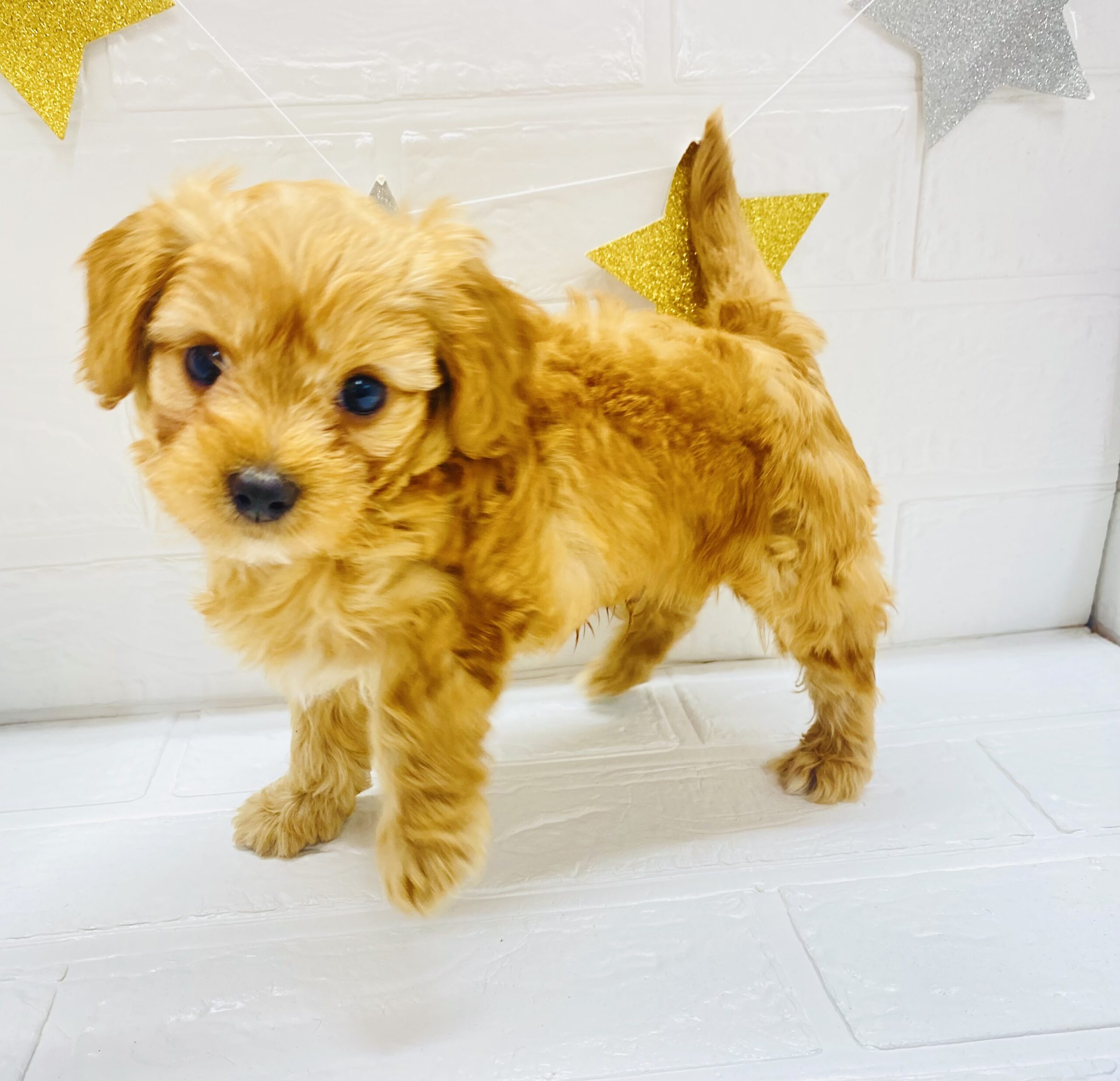 ⑧MIX(父トイプードル×母チワワ(ロング))