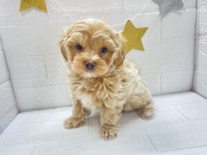 MIX(父マルチーズ×母トイプードル)￥218,900(税込)