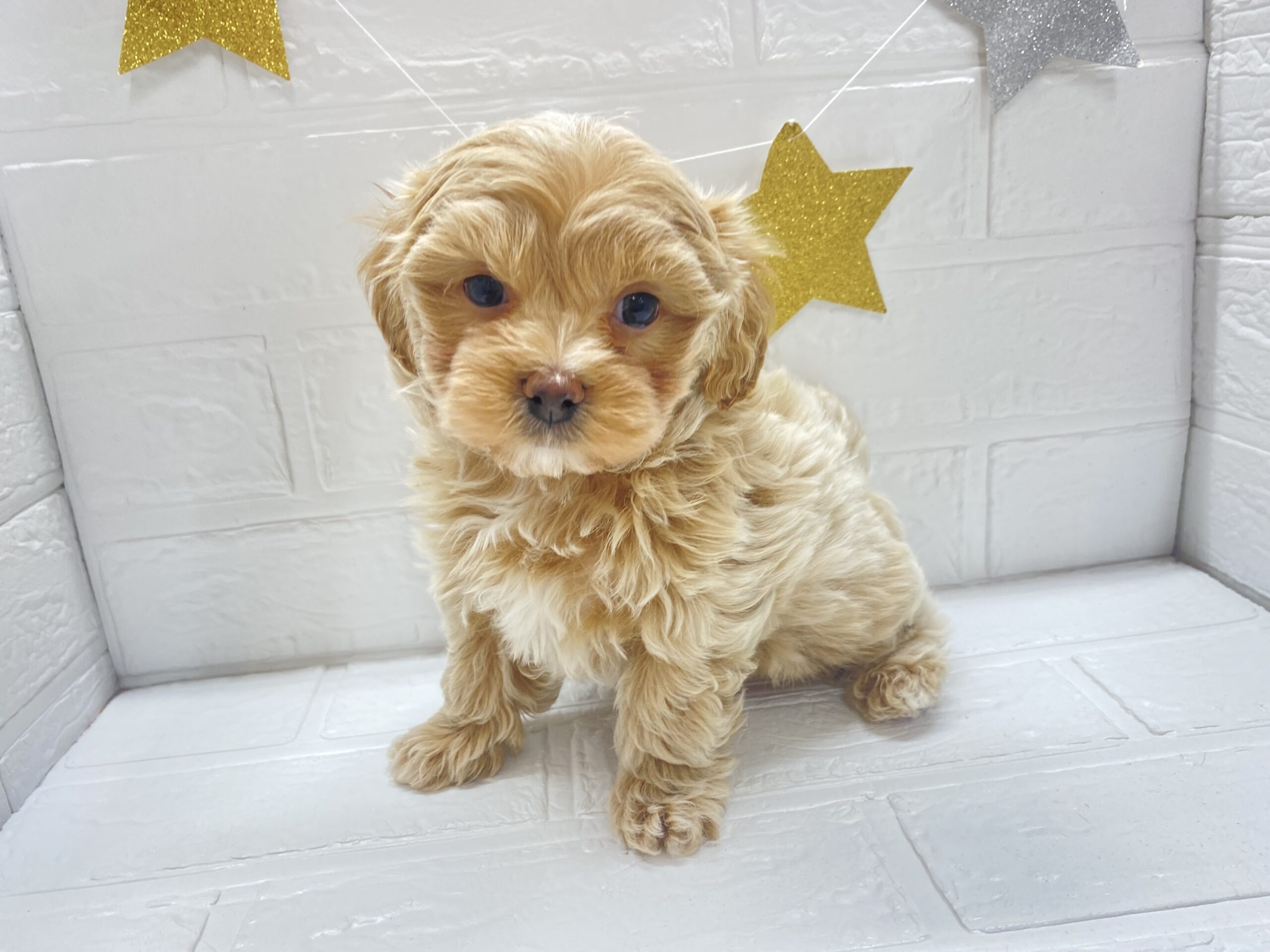 MIX(父マルチーズ×母トイプードル)