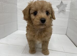 ⑧MIX(父トイプードル×母チワワ(ロング))alt=