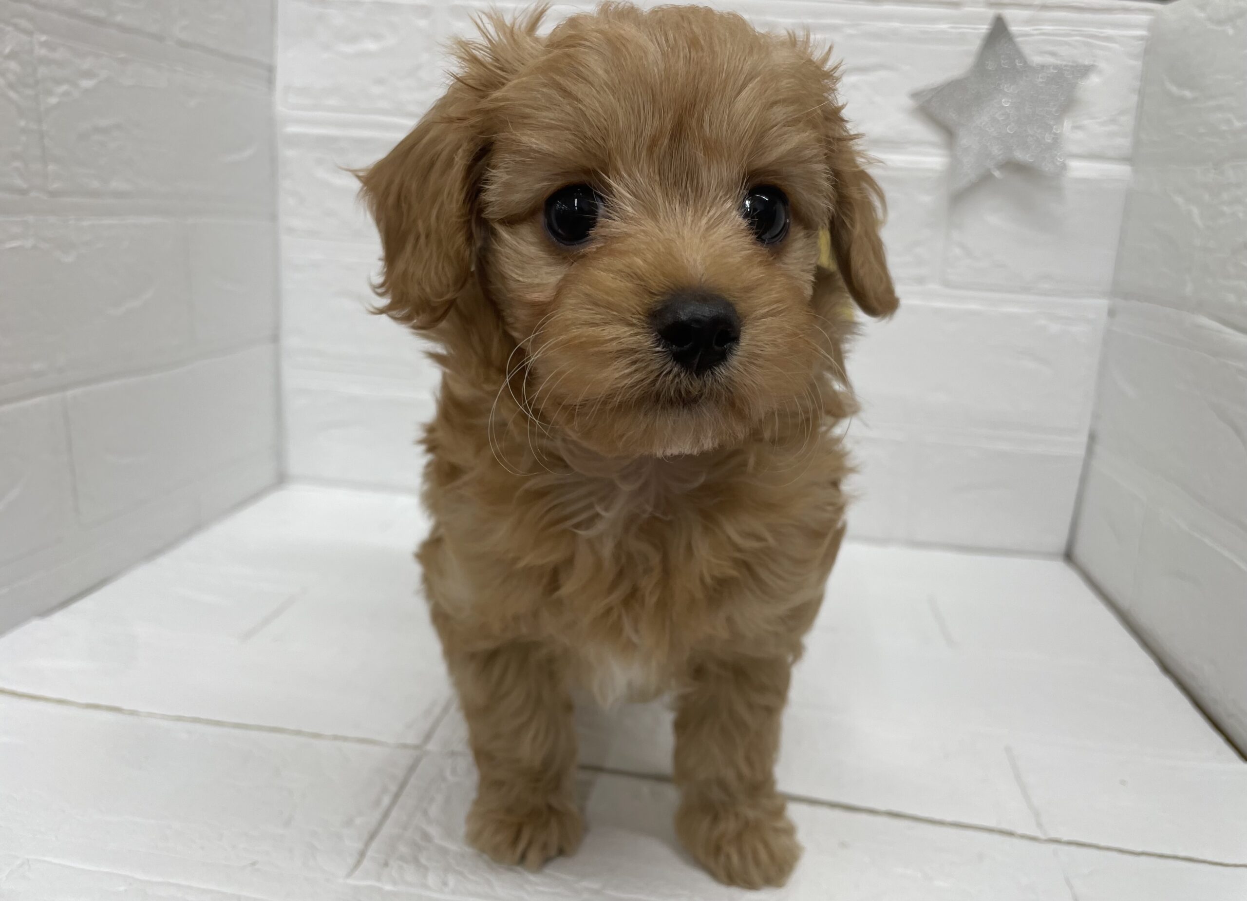 ⑧MIX(父トイプードル×母チワワ(ロング))