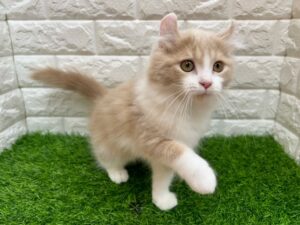 キンカロー(足長、耳カール) ￥295,900(税込)→12/30まで￥262,900(税込)