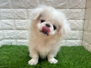 ペキニーズ￥262,900(税込)