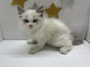 ⑦ラグドール￥317,900(税込)→11/23まで￥284,900(税込)