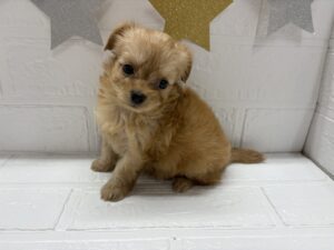 MIX(父チワワ×母トイプードル)￥295,900(税込)→11/24まで￥262,900(税込)