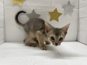 ⑯アビシニアン￥328,900(税込)→11/24まで￥295,900(税込)