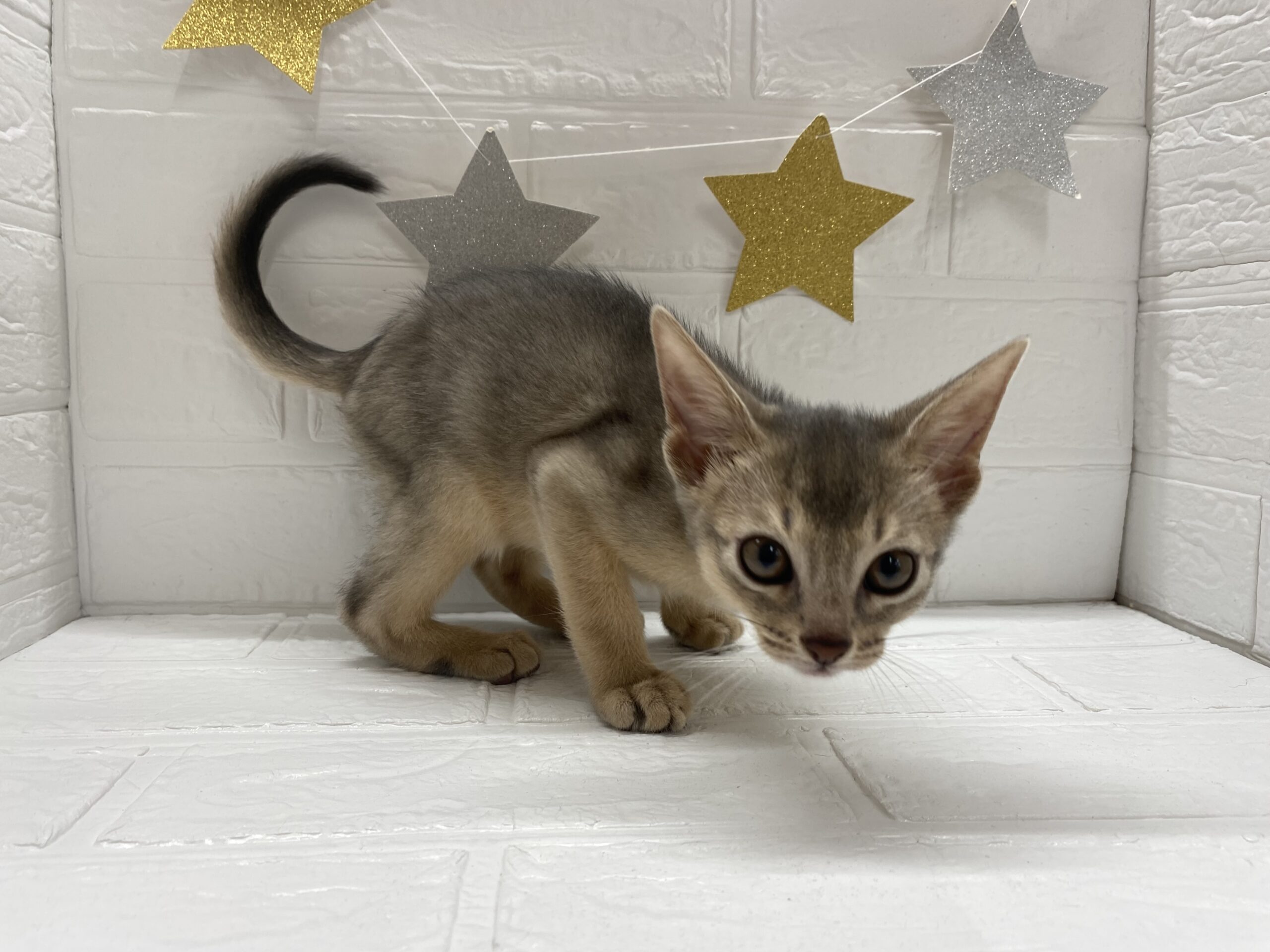 ⑯アビシニアン