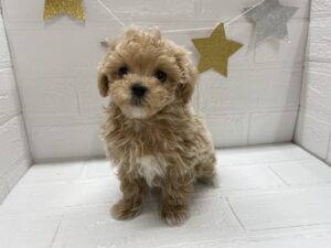 ④MIX(父トイプードル×母マルチーズ)￥350,900(税込)→11/24まで￥317,900(税込)