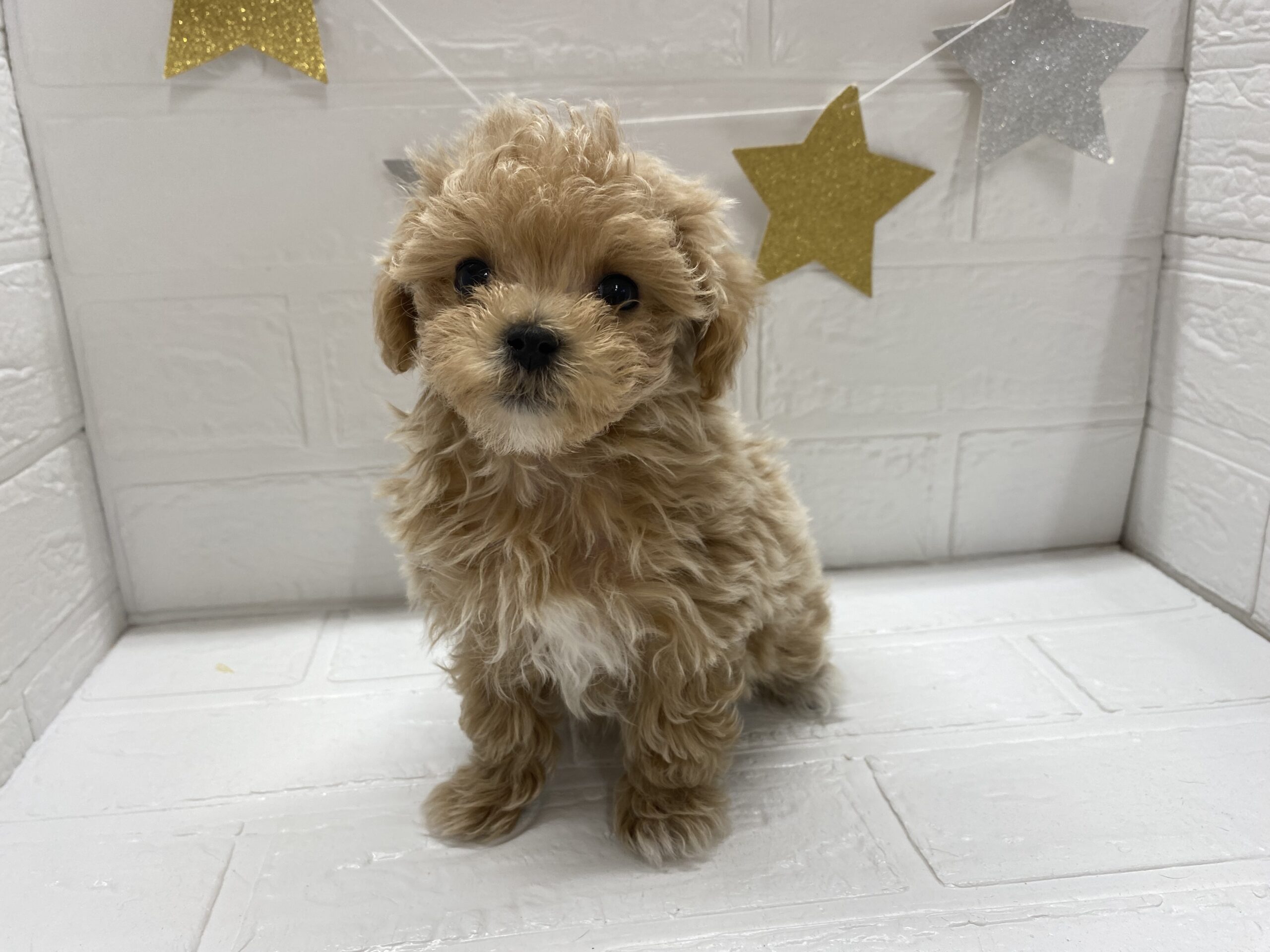 ④MIX(父トイプードル×母マルチーズ)