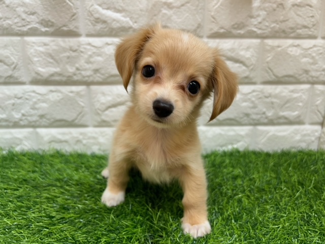 Mix(父チワワ(ロング)×母ミニチュアダックスフンド(ロング)