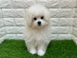 Mix(父ポメラニアン×母トイプードル) ￥185,900(税込)→12/30まで￥152,900税込)