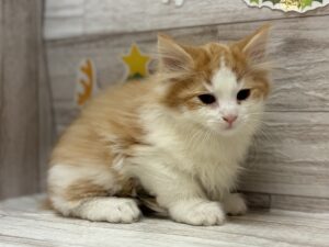 ノルウェージャンフォレストキャット　￥261,800(税込)→￥206,800(税込)