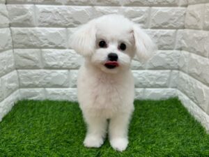 ⑩トイプードルalt=