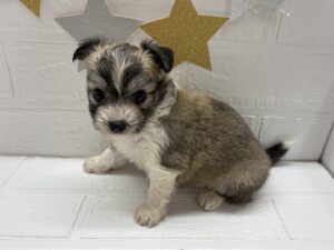 ①MIX(父チワワ×母ビションフリーゼ)￥240,900(税込)→11/23まで￥207,900(税込)