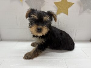 ヨークシャーテリア￥295,900(税込)→11/24まで￥262,900(税込)