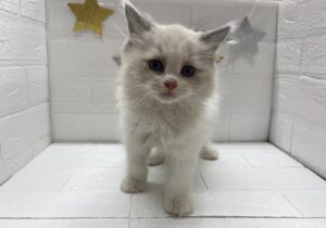 ⑮ラグドール￥394,900(税込)→11/24まで￥361,900(税込)