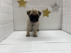 ⑦パグ￥394,900(税込)→11/24まで￥361,900(税込)