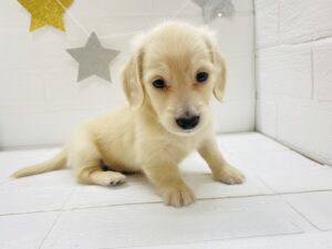 ③ミニチュアダックスフンド(ロング)￥317,900(税込)