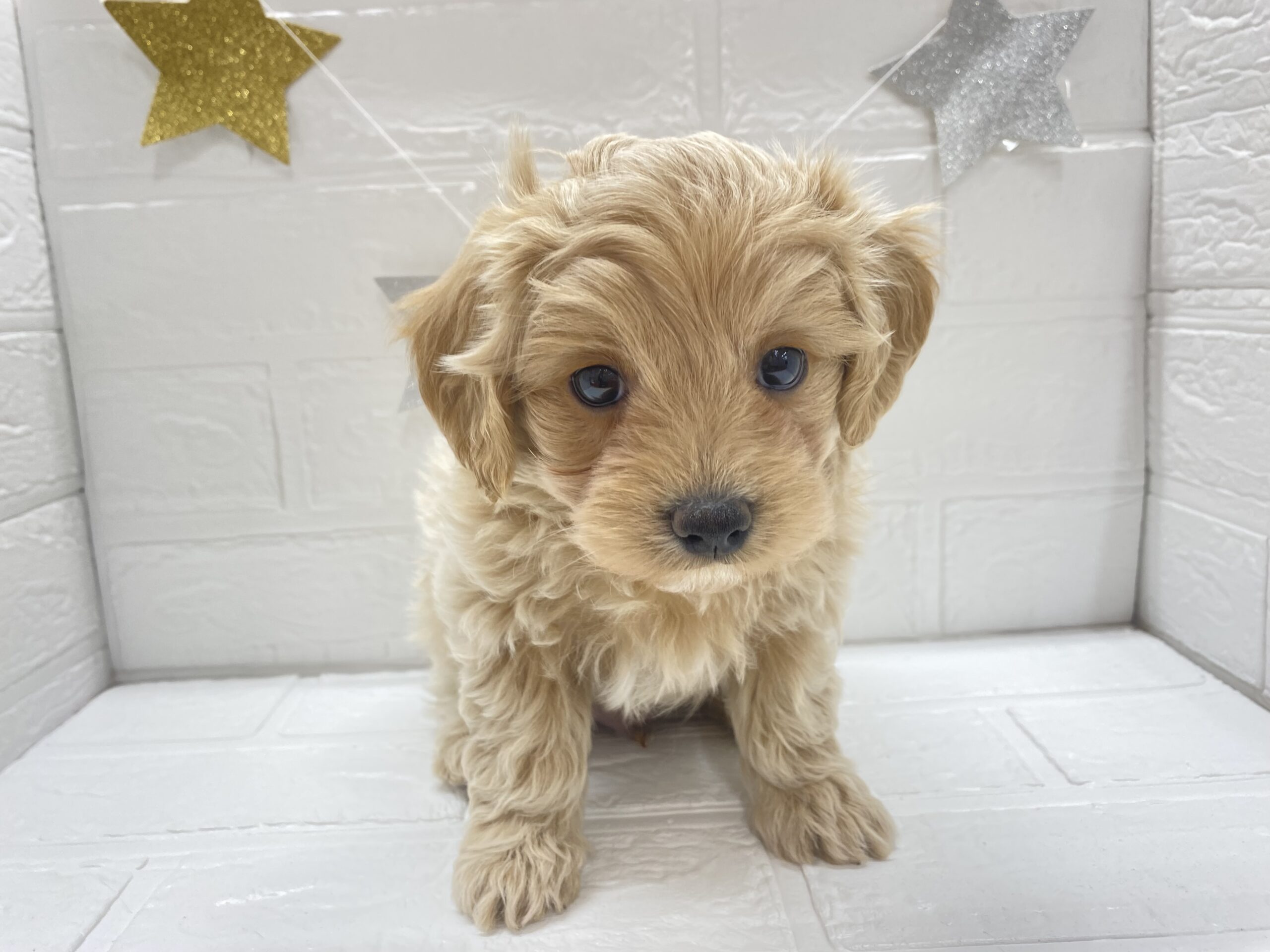 MIX(父マルチーズ×母トイプードル)