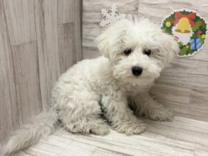 ⑤ビションフリーゼ　￥206,800(税込)→¥107,800(税込)