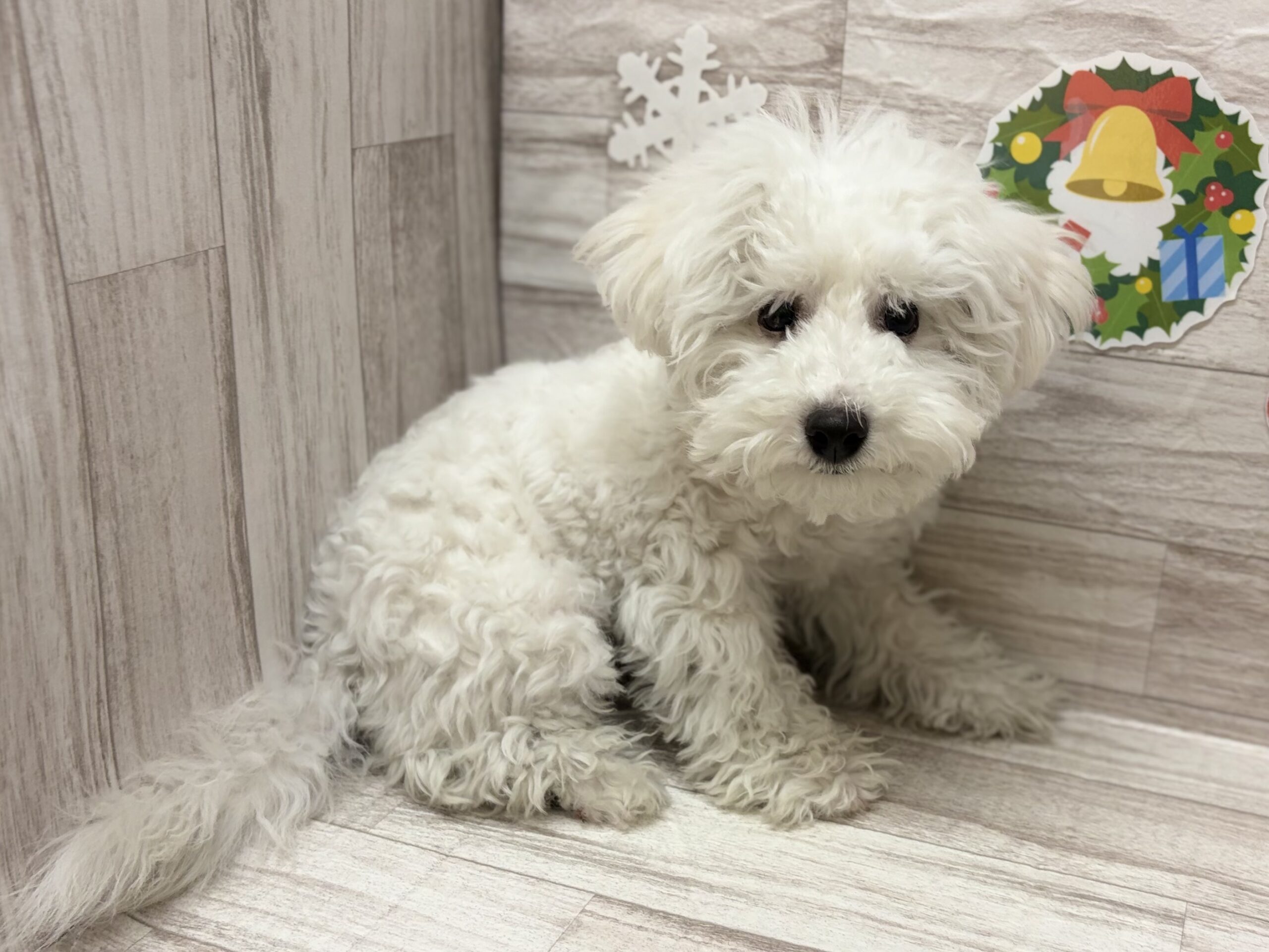 ⑤ビションフリーゼ